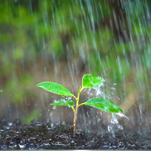 Rain Water Harvest